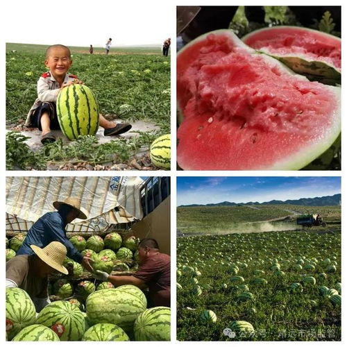 喜报 靖远县两个农产品荣获地理标志产品认定