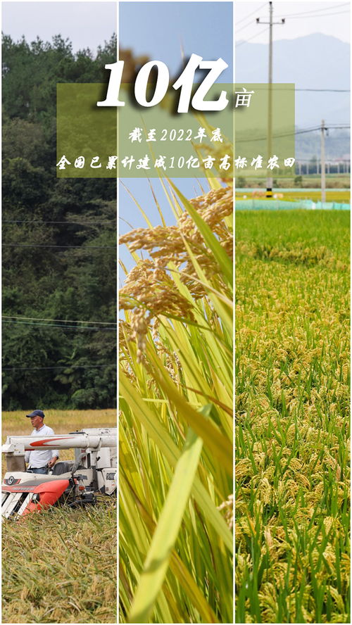 世界粮食日 一组数据带你看大国粮仓的坚实保障