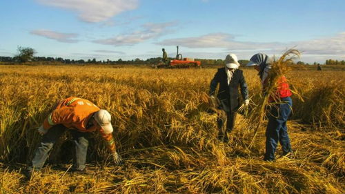 全球粮食贸易格局下的中国与印度 需求、战略与出口背后的逻辑